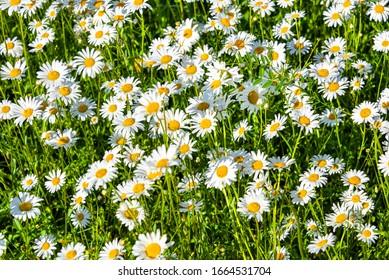 Schöne Wiese im Frühling voller blühender Gänseblümchen mit weißer gelber Blüte und grünem Gras - Ochsenblüte, Leucanthemum vulgare, Dox-eye, gewöhnliche Blüte, Hundeblüte, Mondblüte - Konzept Garten