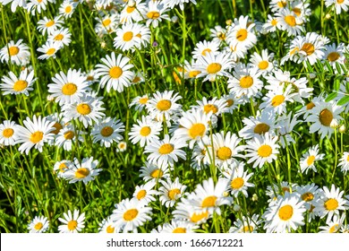 Schöne Wiese im Frühling voller blühender Gänseblümchen mit weißer gelber Blüte und grünem Gras - Ochsenblüte, Leucanthemum vulgare, Dox-eye, gewöhnliche Blüte, Hundeblüte, Mondblüte - Konzept Garten