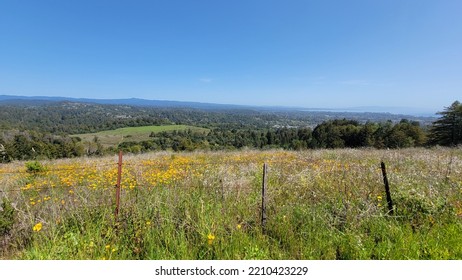 Beautiful Meadow Vista In Central California