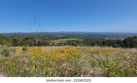 Beautiful Meadow Vista In Central California