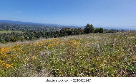 Beautiful Meadow Vista In Central California