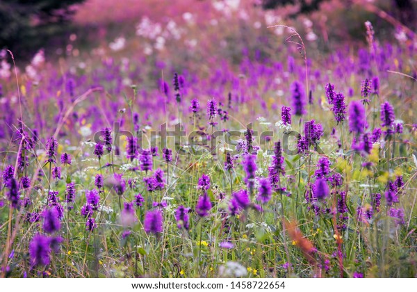 Free Pictures Of Landscape Of Purple Flowers