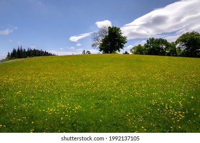 Beautiful Meadow With Yellow Flowers In Upper Teesdale, County Durham, England