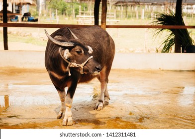 Beautiful Medium Size Black Asian Water Buffalo In Local Dairy Farm In Southeast Asia, Laos Or Thailand