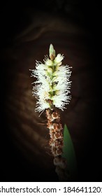 Beautiful Melaleuca Leucadendra Or Cajuput White Flower