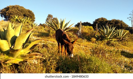 Mexican Donkey Show