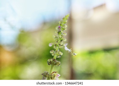 A beautiful Mexican mint flower and a honeybee - Shutterstock ID 1346647241