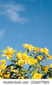 Beautiful mexican sunflowers with blue sky blackground
