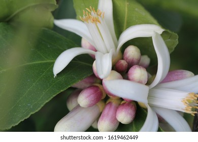 Beautiful Meyer Lemon Tree Blossom