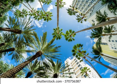 Beautiful Miami Beach Fish Eye Cityscape With Art Deco Architecture And Palm Trees.