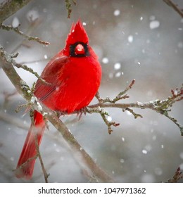 Beautiful Michigan birds in winter settings...sparrows, cardinals, juncos, hawks, blue jays, finches, woodpeckers