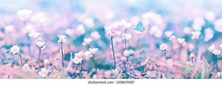 Beautiful micro wildflowers and butterfly in the dreamy meadow panorama. Delicate pink and blue colors pastel toned. Mixed media. Shallow depth macro panoramic background. Nature floral springtime. - Shutterstock ID 1508670587