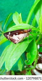 Beautiful Microlepidoptera Moth On Spinach Leaves