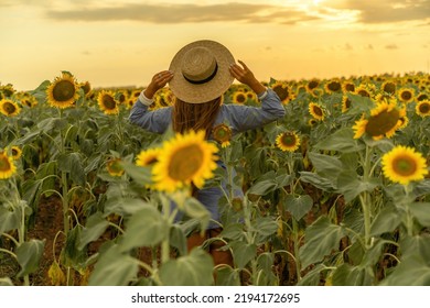 Beautiful Middle Aged Woman Looks Good In A Hat Enjoying Nature In A Field Of Sunflowers At Sunset. Summer. Attractive Brunette With Long Healthy Hair.