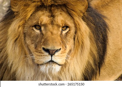 Beautiful Mighty Lion