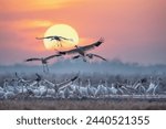 beautiful migratory bird scenes, a flock of the Siberian white cranes under the sunrise