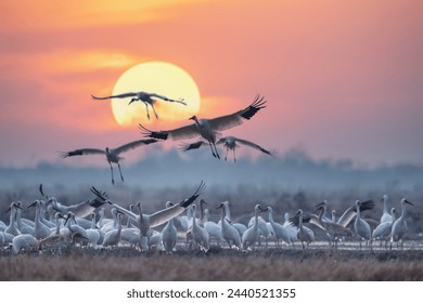 hermosas escenas aves migratorias