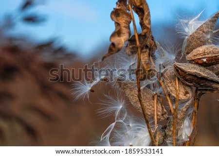beautiful milkweed seeds. dry stalks and milkweed seeds