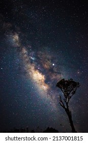 Beautiful Milky way galaxy on a calm night with a small tree in the foreground. Milky way galaxy phot with noise 