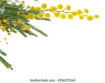 Mimosa Flower Isolated: immagini, foto stock e grafica vettoriale