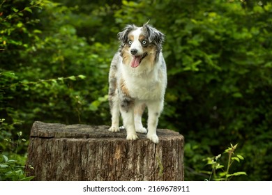 Beautiful mini aussie stands on tree stump with green leafy background - adorable blue eyed miniature australian shepherd dog poses in woods with tongue hanging out