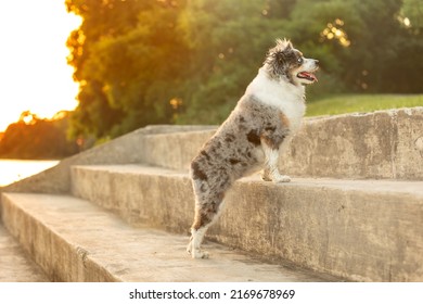 Beautiful mini aussie stands on concrete steps at golden hour - adorable miniature australian shepherd dog poses in park
