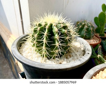 Beautiful Mini Cactus Garden Close Up Shot