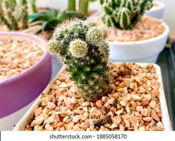 Beautiful Mini Cactus Garden Close Up Shot