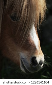 Beautiful Mini Horse 