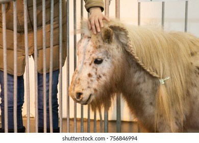 Beautiful Mini Horse