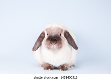 A beautiful mini lop rabbit against an isolated background.