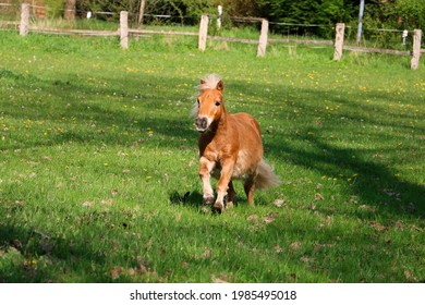 Beautiful Mini Shetland Pony Looks Like A Haflinger Horse Is Running On The Paddock