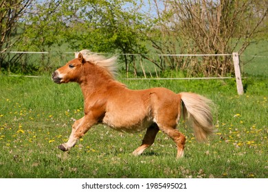 Beautiful Mini Shetland Pony Looks Like A Haflinger Horse Is Running On The Paddock