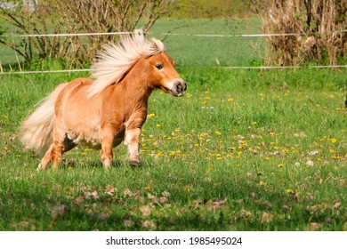 Beautiful Mini Shetland Pony Looks Like A Haflinger Horse Is Running On The Paddock