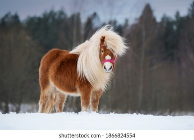 Poney Images Stock Photos Vectors Shutterstock