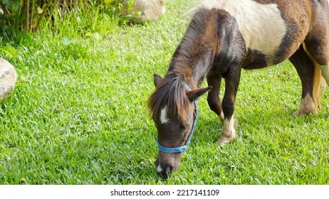 Beautiful Miniature Shetland Breed Pony Grazing On Summer Meadow. Small Cute Horse Feeding Green Grass. Country Side.