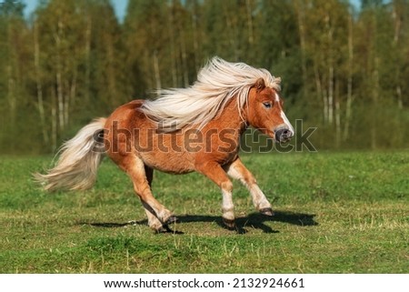 Beautiful miniature shetland breed pony stallion with long white mane running in the field in summer