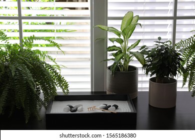 Beautiful miniature zen garden and potted plants on black table indoors