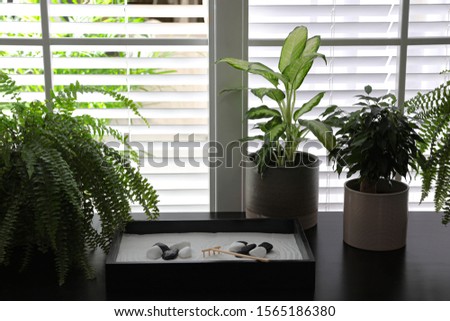 Beautiful miniature zen garden and potted plants on black table indoors