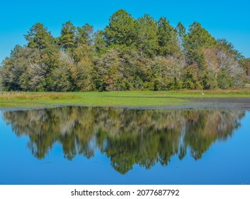 Beautiful mirror image of shoreline on Reed Bingham Lake in Adel, Colquitt County, Georgia