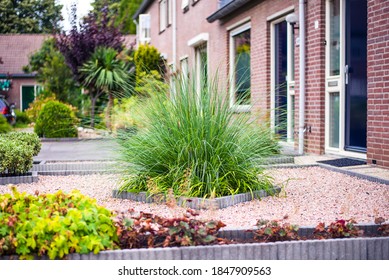 Beautiful Miscanthus, Ornamental Grass. Beautiful Dutch Garden.