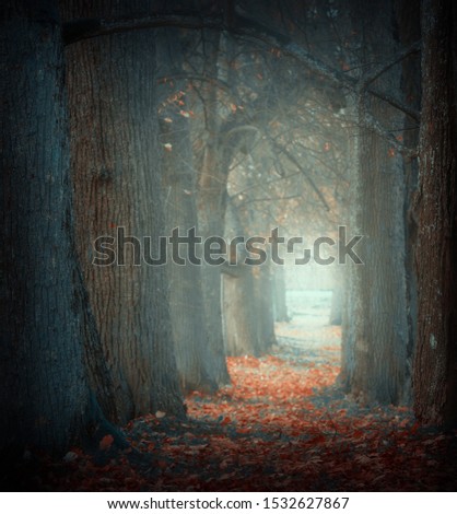 Similar – Foto Bild noch´ n wald Umwelt Natur