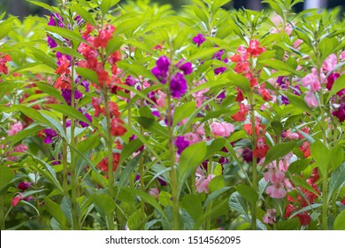 Beautiful mix color garden balsam flowers in a garden.Also known as Balsam,Rose balsam,touch-me-not or spotted snapweed.(Impatiens balsamina) - Powered by Shutterstock