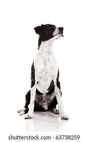 Beautiful Mixed Breed Dog Sitting Over White Background