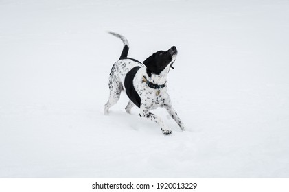 Beautiful mixed breed rescue dog playing in a city park covered in snow