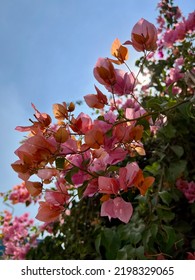 A Beautiful Mixed Color Bougainvillea Vine.