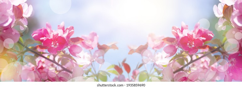 Beautiful Modern Spring Banner With Pink Flowers Against The Blue Sky. Panoramic Natural Sunny Landscape. Branches Of Blossoming Sakura In The Rays Of Sunlight. Mixed Media Poster.