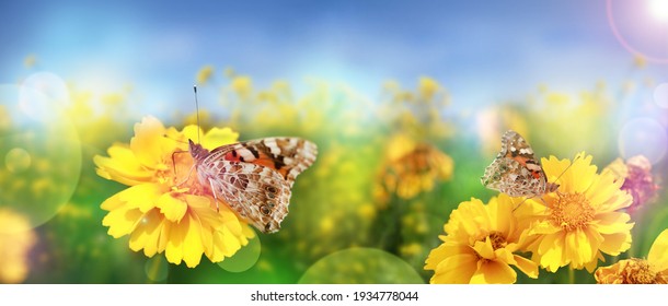 Beautiful Modern Summer Background With Yellow Flowers And Butterflies Against The Blue Sky. Panoramic Natural Sunny Landscape. Mixed Media Poster.