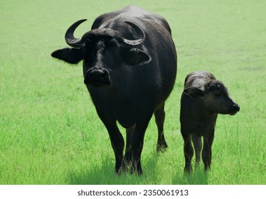 Beautiful mom and newborn water buffalo calf