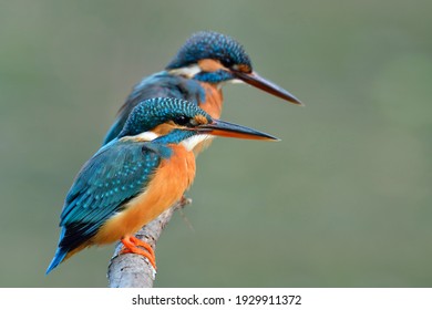 翠鳥 High Res Stock Images Shutterstock